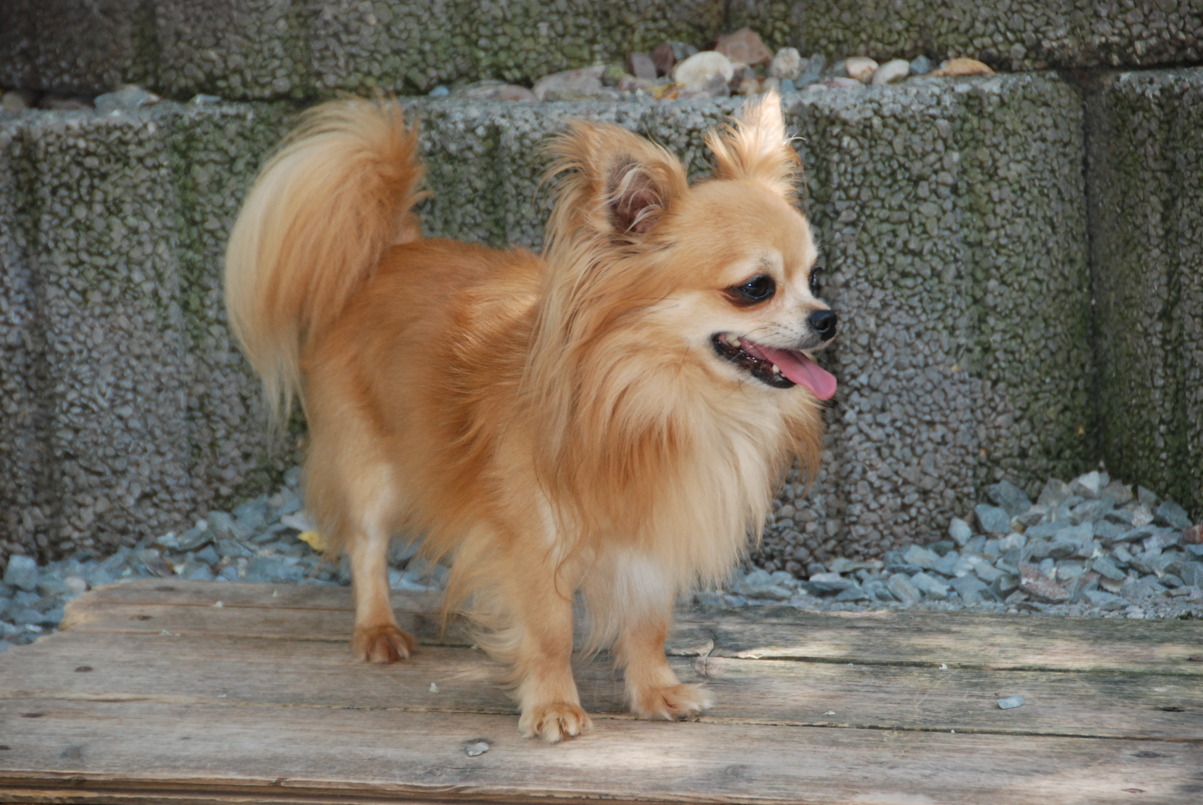 Long store haired chihuahua